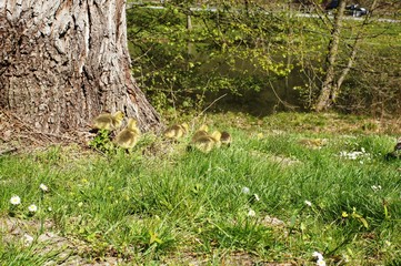 Canada Goose, the Bean Goose, the Garganey, the Long-Tailed Duck, the Common Goldeneye, the Red-Breasted Merganser, the Goosander, the Hazel Hen, the Black Grouse, and the Capercaillie as well as any 