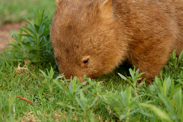 Wombat beim Grasen