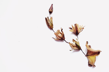Dry lotus on white background