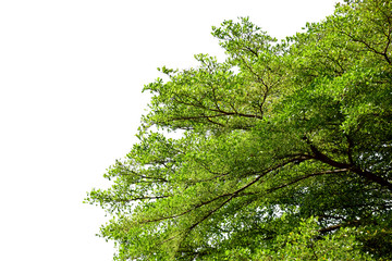 Fototapeta premium Green tree on white isolated background