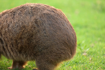 Wombat beim Grasen