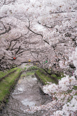 Japanese cherry blossom along the Shingashi riverside, Saitama, Japan