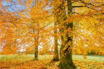 Bright coloured leaves in Autumn