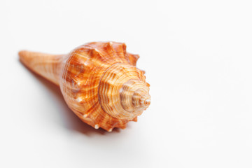 Sea shell on white background