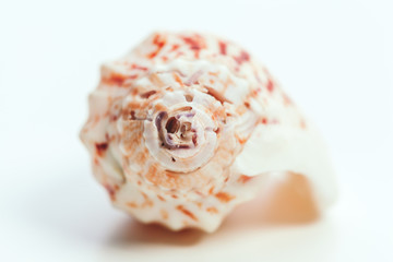 Sea shell on white background