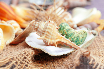Sea shells. nature background.