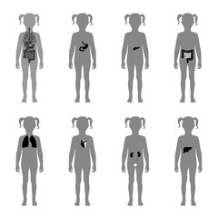 Human internal organs vector