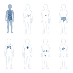  illustration of child internal organs in boy body