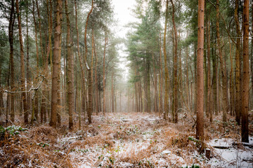 Forest gap in Winter, Tall Pines