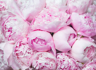 Pink peonies blossom background. Flowers..
