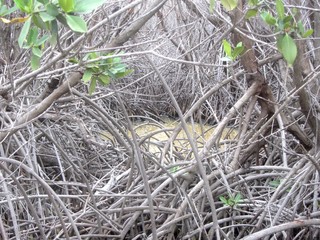 the mangroves of cabo rojo
