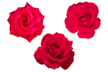 Obraz premium Blurred for Background.Beautiful Red rose isolated on the white background. Photo with clipping path.