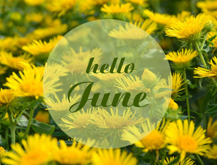 Hello June greeting card with text on a yellow summer flowers on the meadow natural floral background. Summertime concept.Selective focus.