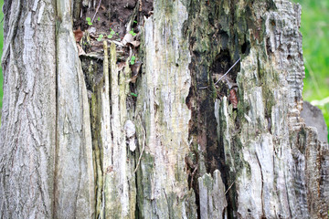 Texture of old wood. Old stump of cut wood. Natural background