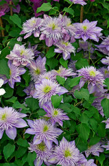 Flowering Clematis 'Crystal Fountain'' in close up