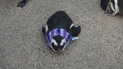 ペンギンとこいのぼりと休憩