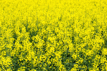 Rape Field Rapsfeld Raps. Beautiful Landscape.