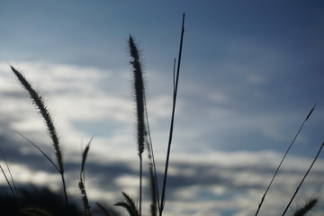 Selective soft focus of beach dry grass, reeds, stalks blowing in the wind at golden sunset light, horizontal, blurred sea on background, copy space/ Nature, summer, grass concept