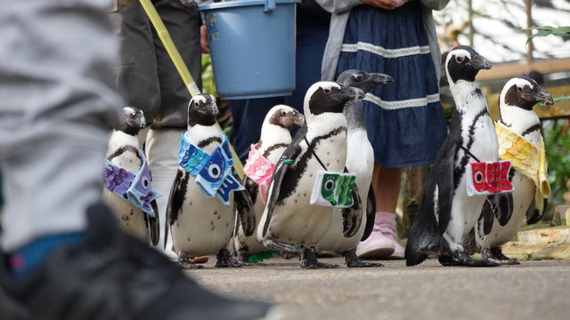 散歩するペンギン達