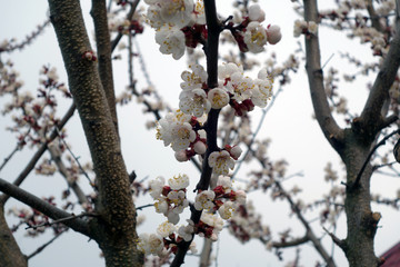 Apricot tree in bloom.