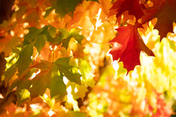 Fototapeta na wymiar Red and green maple leaves