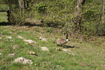 Canada,duck,ende,outside,park,outside,Entenjunge,