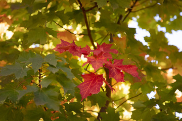 Red maple leaves