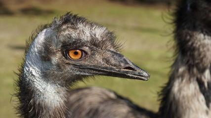 野生的な鳥の顔　エミュー
