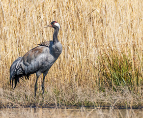 Common Cranes in Latvian Wetlands in Spring