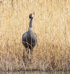 Common Cranes in Latvian Wetlands in Spring
