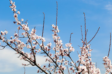Spring flowers. Branches of blossoming cherry against the blue sky. White flower. Spring background. Cherry blossoms.