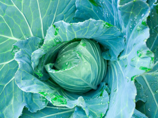 Obraz premium Soft focus of Big cabbage in the garden