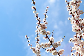 Spring flowers. Branches of blossoming cherry against the blue sky. White flower. Spring background. Cherry blossoms.