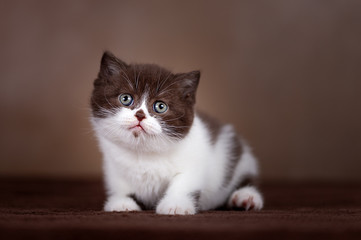 Britisch Kurzhaar Katzenkind Kitten in chocolate-white