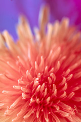 Obraz premium spring background of flowers. multi-colored conceptual background. red Taraxacum macro photography