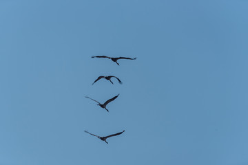 Flock of Common Cranes Flying in a Clear Blue Sky in Latvia
