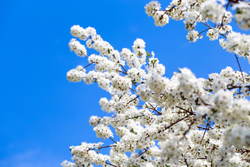 Spring flowers. Branches of blossoming cherry against the blue sky. White flower. Spring background. Cherry blossoms.