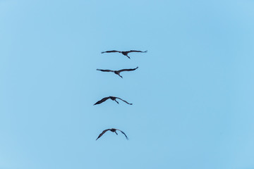 Flock of Common Cranes Flying in a Clear Blue Sky in Latvia