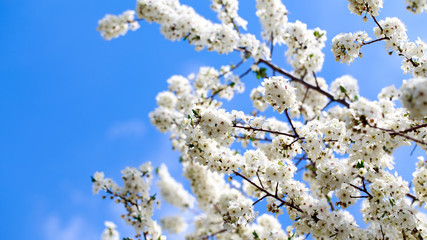 Spring flowers. Branches of blossoming cherry against the blue sky. White flower. Spring background. Cherry blossoms.