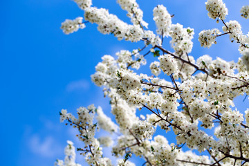 Spring flowers. Branches of blossoming cherry against the blue sky. White flower. Spring background. Cherry blossoms.