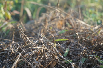 Selective soft focus of beach dry grass, reeds, stalks blowing in the wind at golden sunset light, horizontal, blurred sea on background, copy space/ Nature, summer, grass concept
