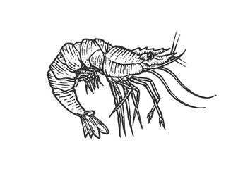 Shrimp sea Caridea animal engraving vector illustration. Scratch board style imitation. Black and white hand drawn image.