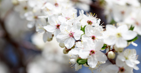 Obraz premium Spring flowers. Branches of blossoming cherry against the blue sky. White flower. Spring background. Cherry blossoms.