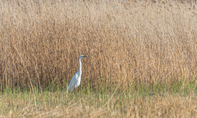 Great White Egret in Wetlands in Latvia in Spring