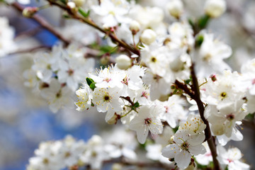 Spring flowers. Branches of blossoming cherry against the blue sky. White flower. Spring background. Cherry blossoms.