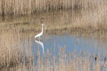 Naklejka na ściany i meble Great White Egret in Wetlands in Latvia in Spring
