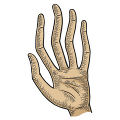 Hand with long spaghetti fingers color sketch engraving vector illustration. Scratch board style imitation. Hand drawn image.