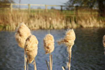 Bllrushes