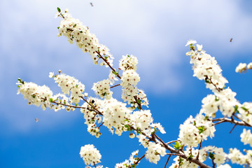 Spring flowers. Branches of blossoming cherry against the blue sky. White flower. Spring background. Cherry blossoms.