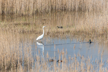 Great White Egret in Wetlands in Latvia in Spring